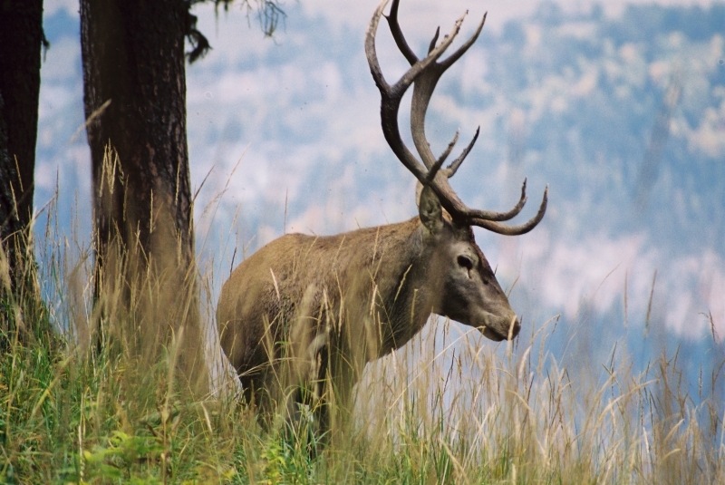 Roter Hirsch im Kavkazsky Naturpark, Kaukasus