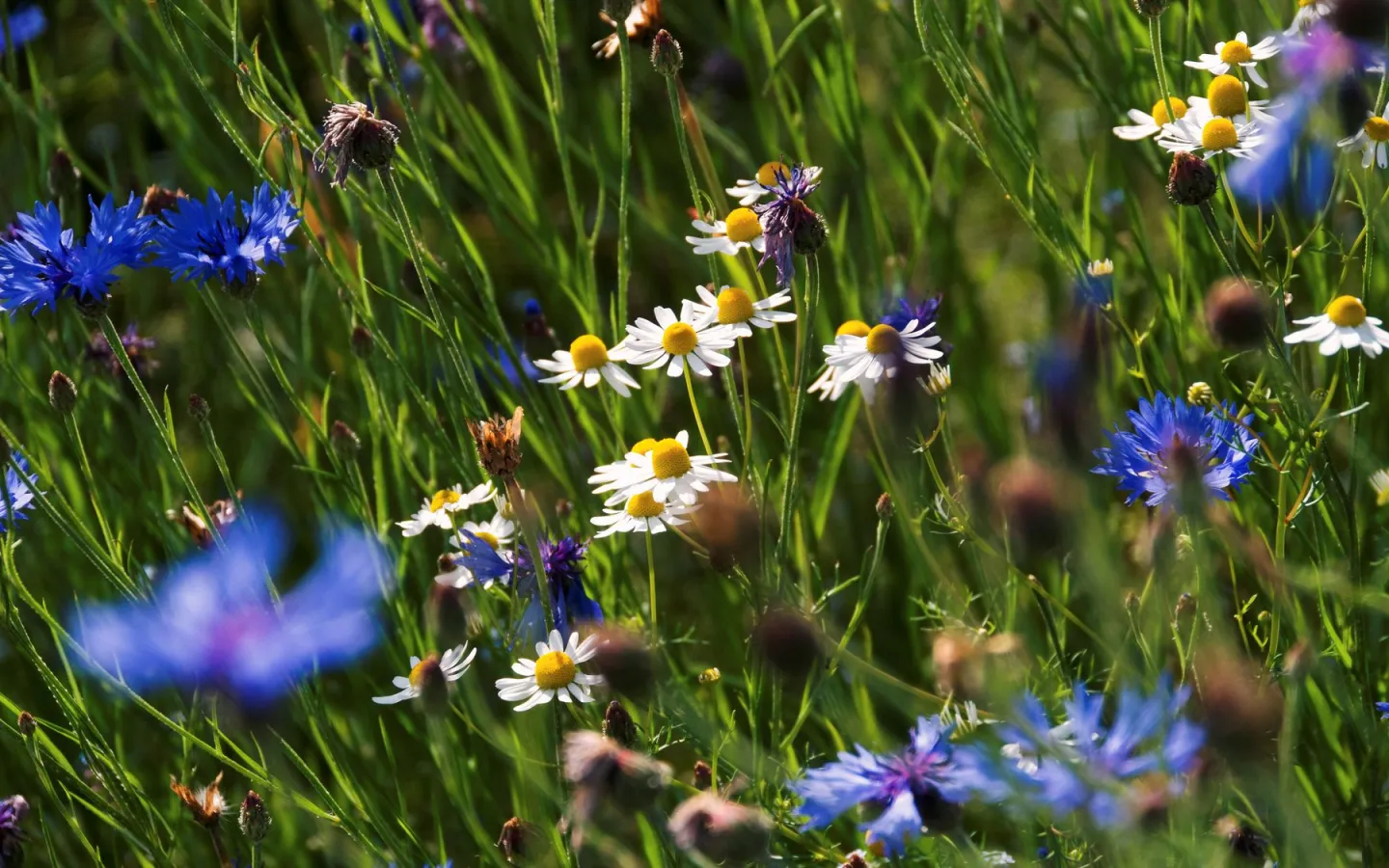Blumenwiese